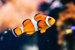 世界杯球衣卡塔尔，一场文化与设计的完美结合世界杯球衣卡塔尔